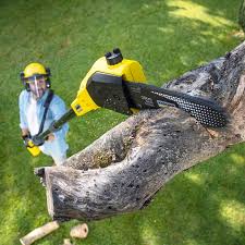 Why Choose Our Tree Removal Services in Lyons, GA?